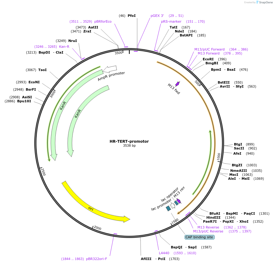 71398-plasmid-map-sequence-id-128454