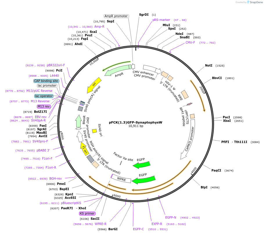 27235-plasmid-map-sequence-id-12847