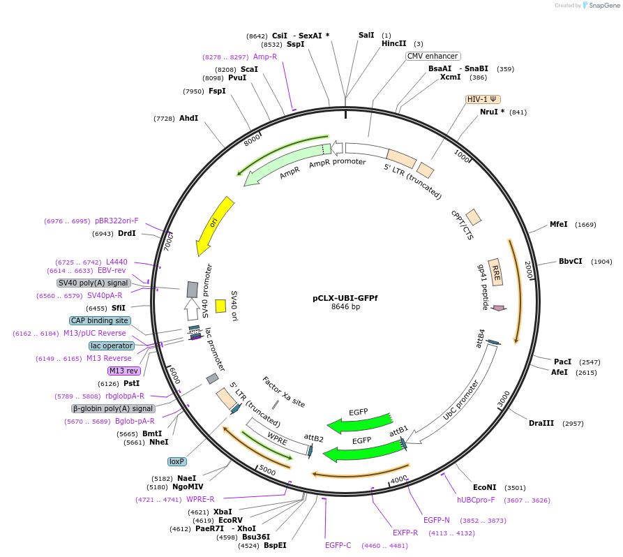 27248-plasmid-map-sequence-id-12851