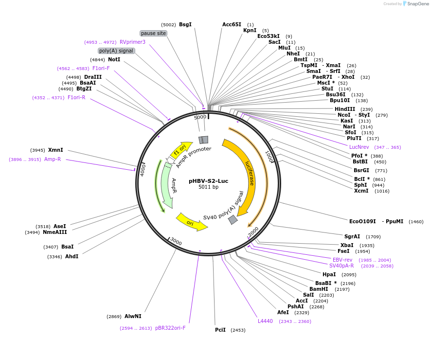71417-plasmid-map-sequence-id-128515