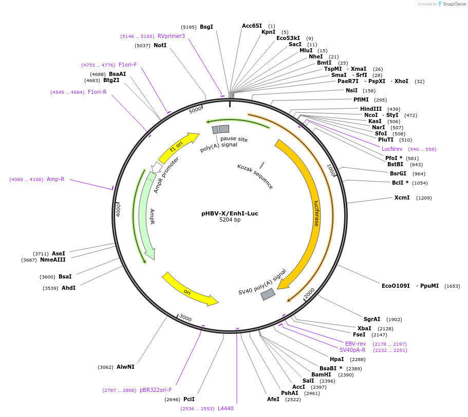 71418-plasmid-map-sequence-id-128516