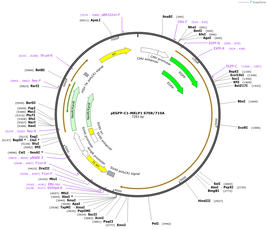 70153-plasmid-map-sequence-id-128537