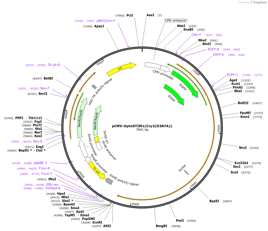 70160-plasmid-map-sequence-id-128553