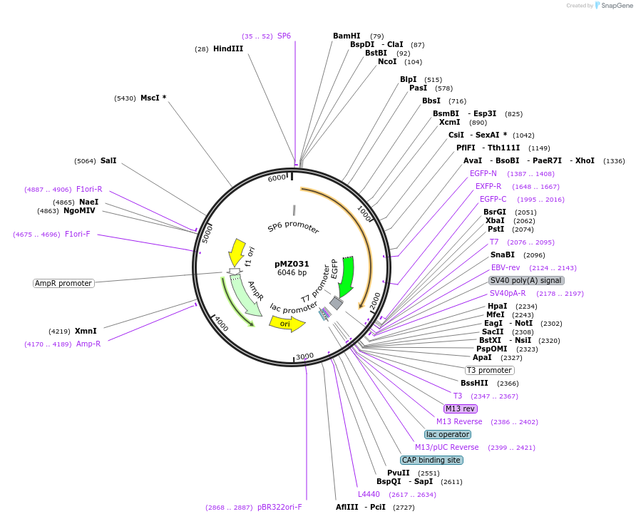 66971-plasmid-map-sequence-id-128564
