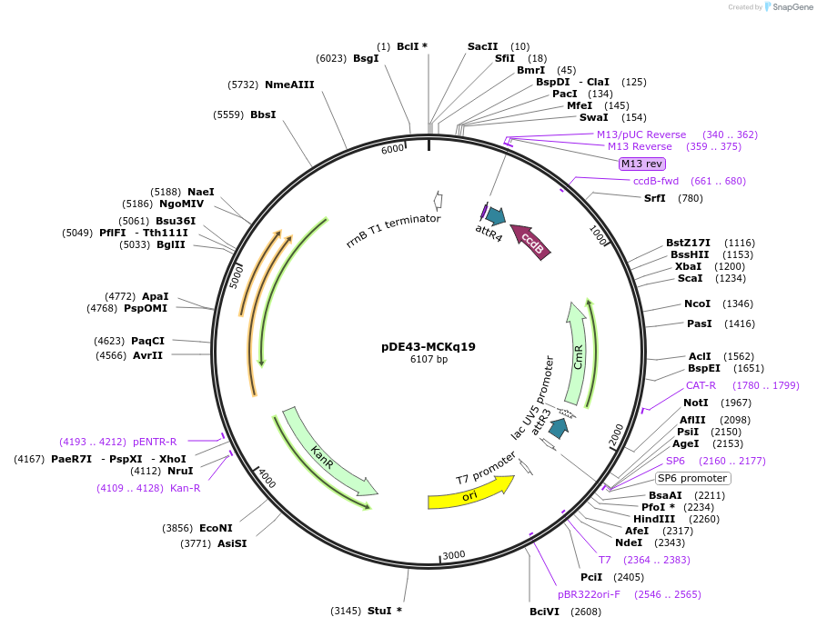 27286-plasmid-map-sequence-id-12857