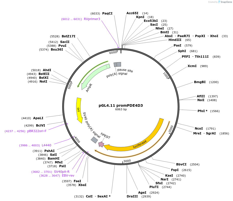 27302-plasmid-map-sequence-id-12860