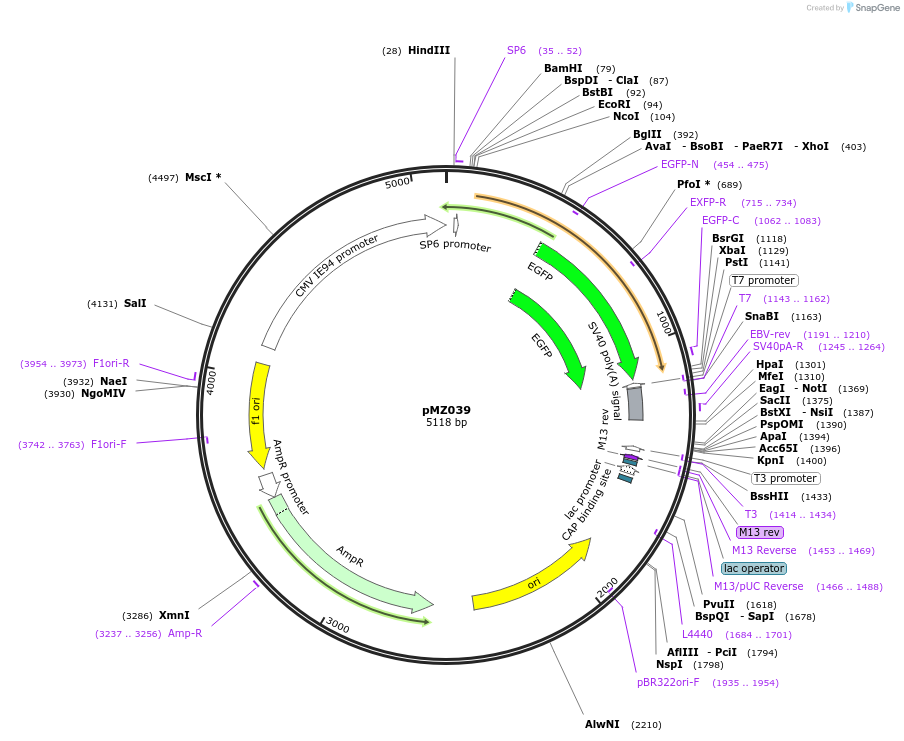 67757-plasmid-map-sequence-id-128621