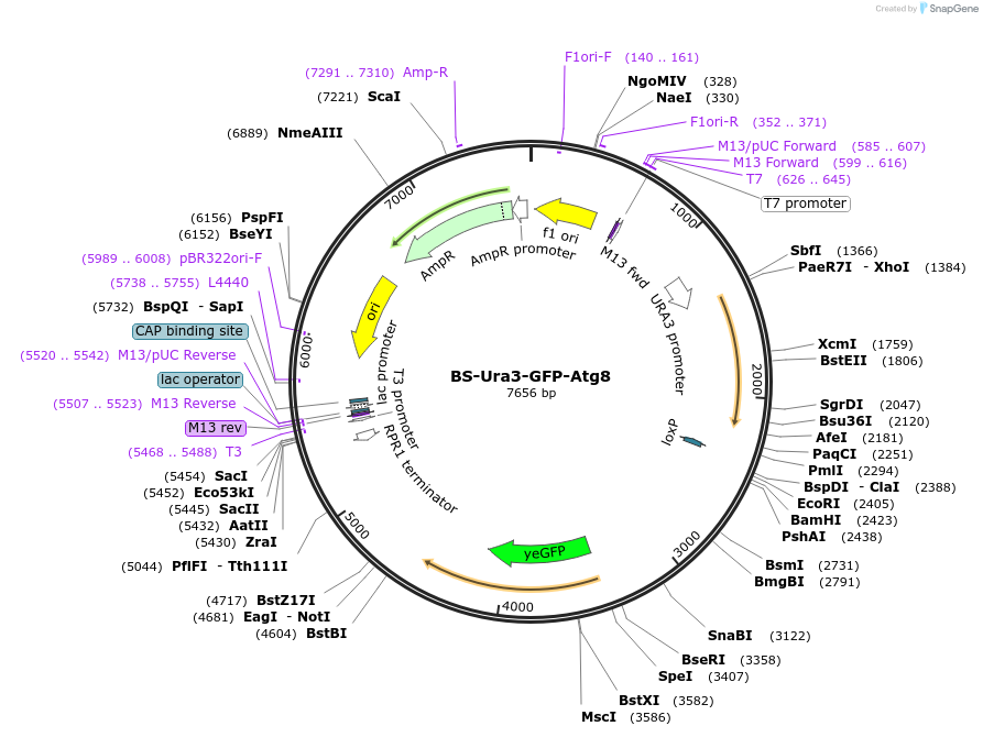69194-plasmid-map-sequence-id-128678