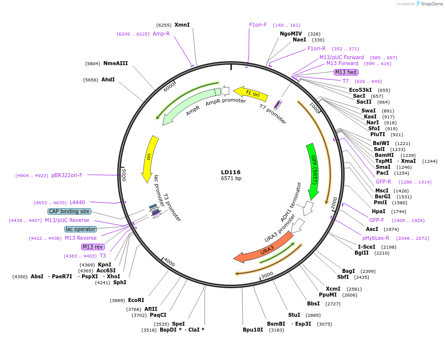 69168-plasmid-map-sequence-id-128691