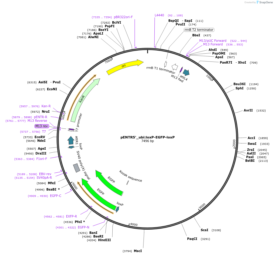 27322-plasmid-map-sequence-id-12870