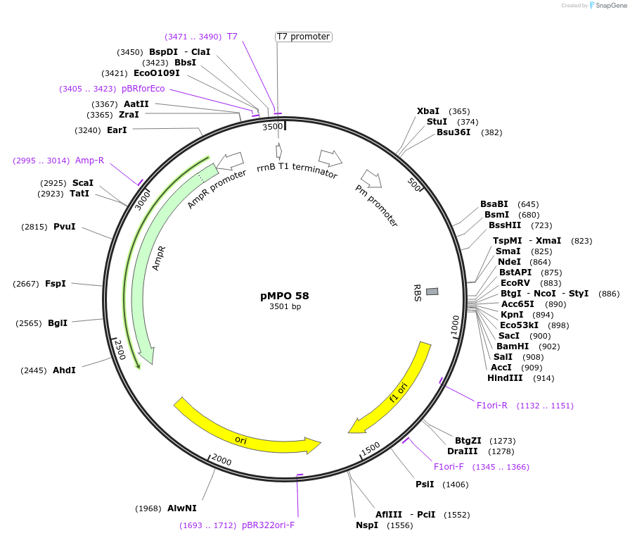 68362-plasmid-map-sequence-id-128759