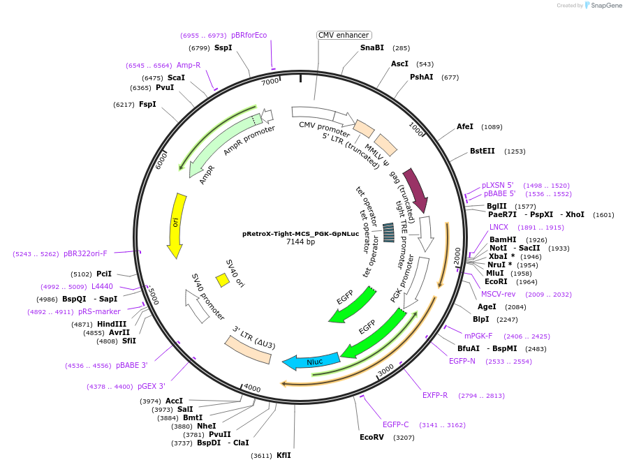 70185-plasmid-map-sequence-id-128784