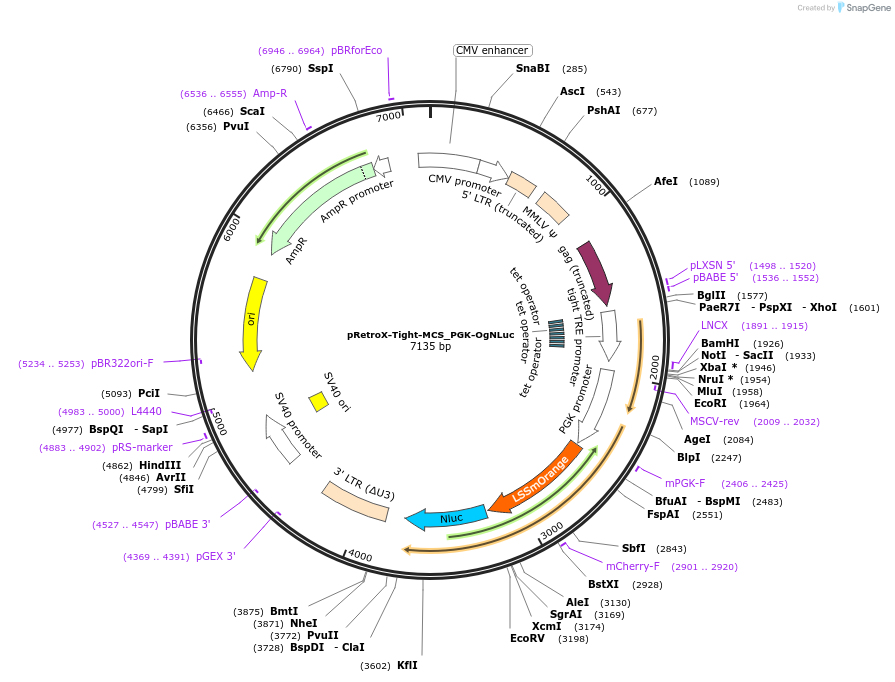 70186-plasmid-map-sequence-id-128786