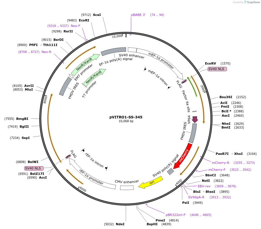 68785-plasmid-map-sequence-id-128823