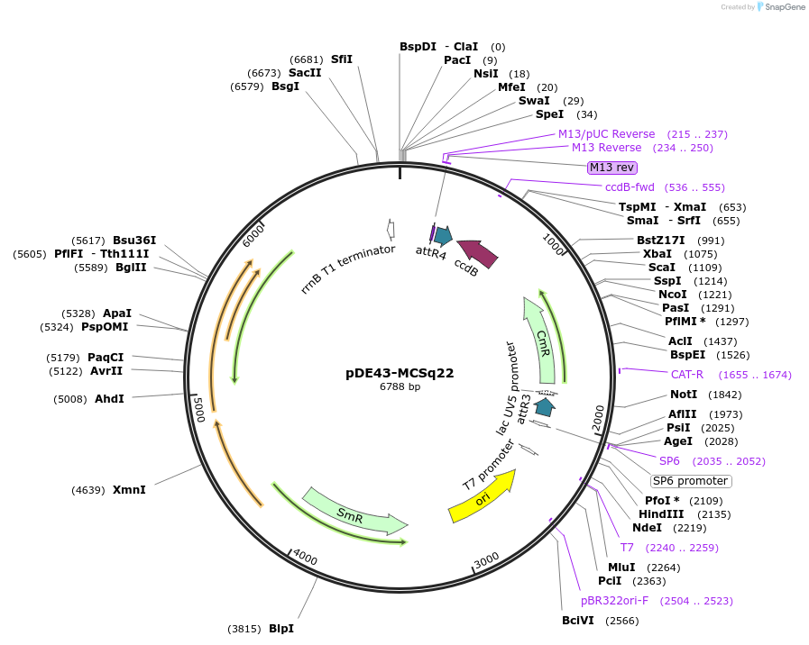 27335-plasmid-map-sequence-id-12883