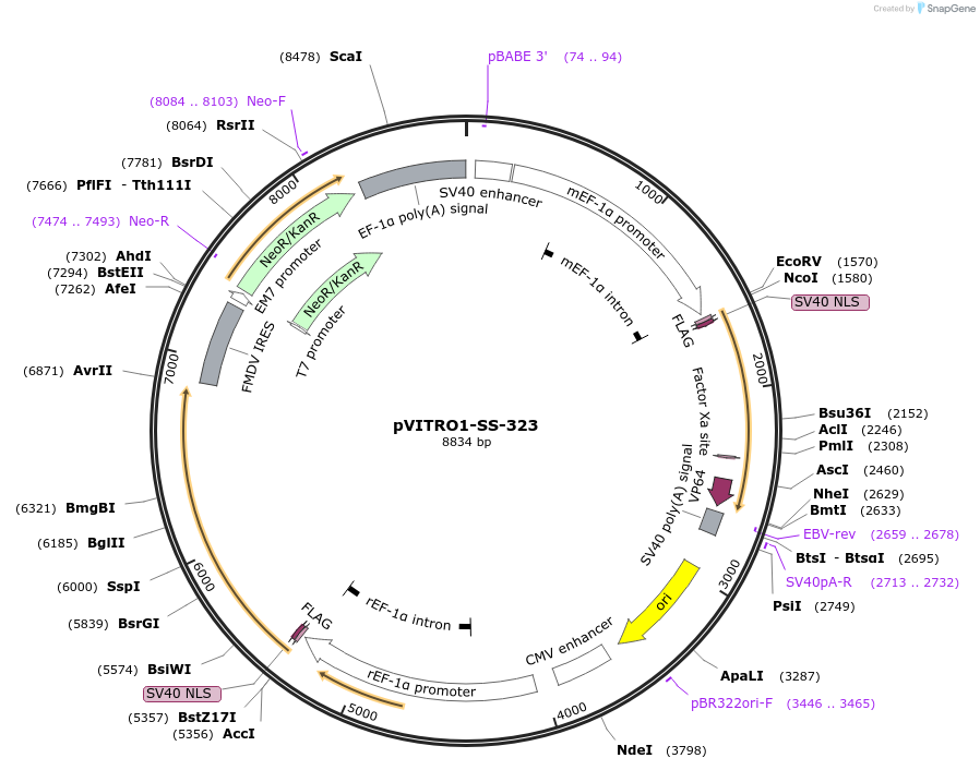 68789-plasmid-map-sequence-id-128835