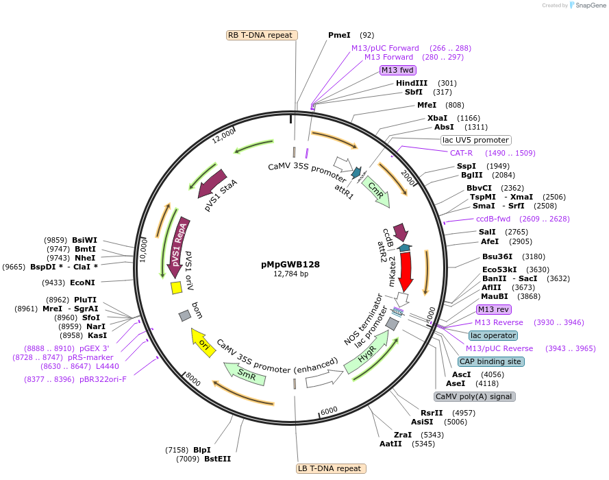 68582-plasmid-map-sequence-id-128909