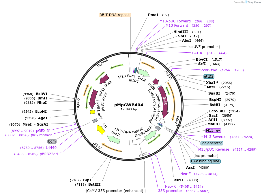 68669-plasmid-map-sequence-id-128948