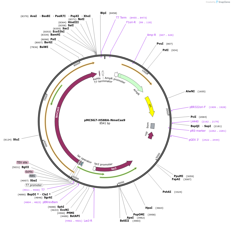 71477-plasmid-map-sequence-id-128977