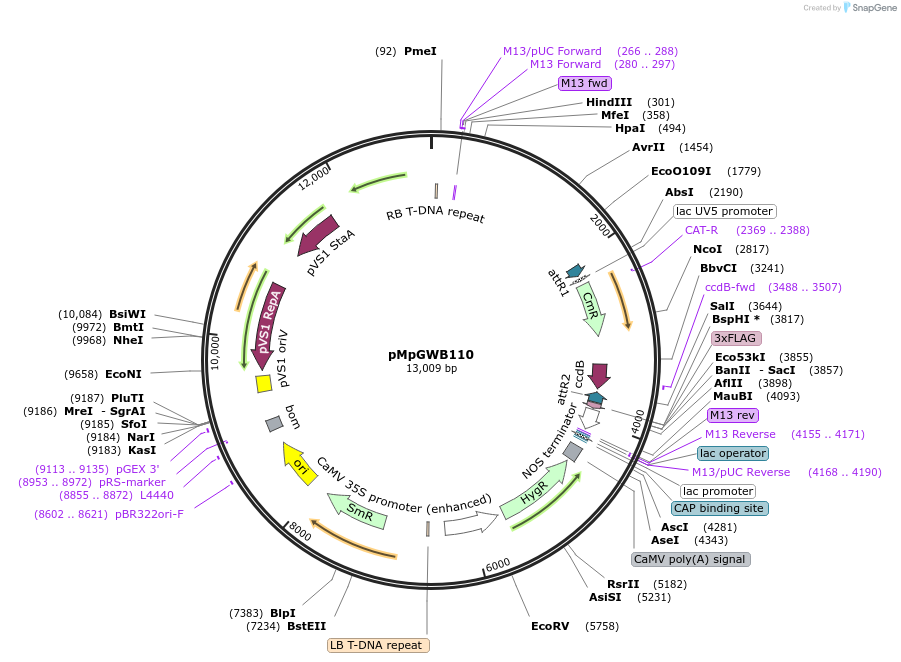 68564-plasmid-map-sequence-id-129015