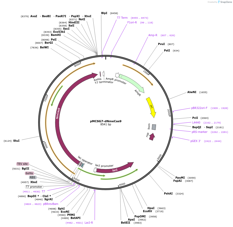 71475-plasmid-map-sequence-id-129045