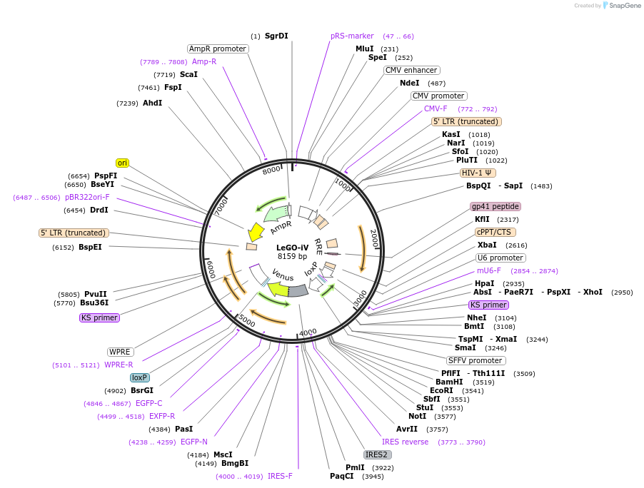 27360-plasmid-map-sequence-id-12907