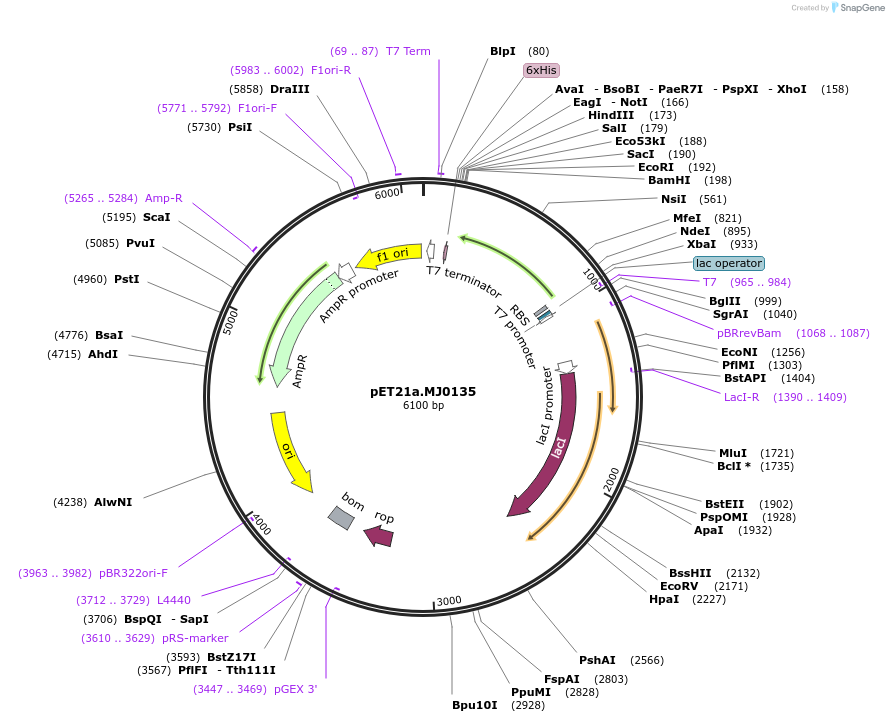11412-plasmid-map-sequence-id-129110