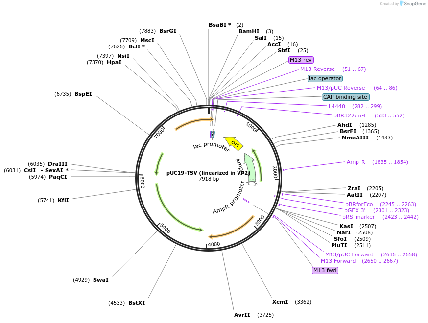 70032-plasmid-map-sequence-id-129213
