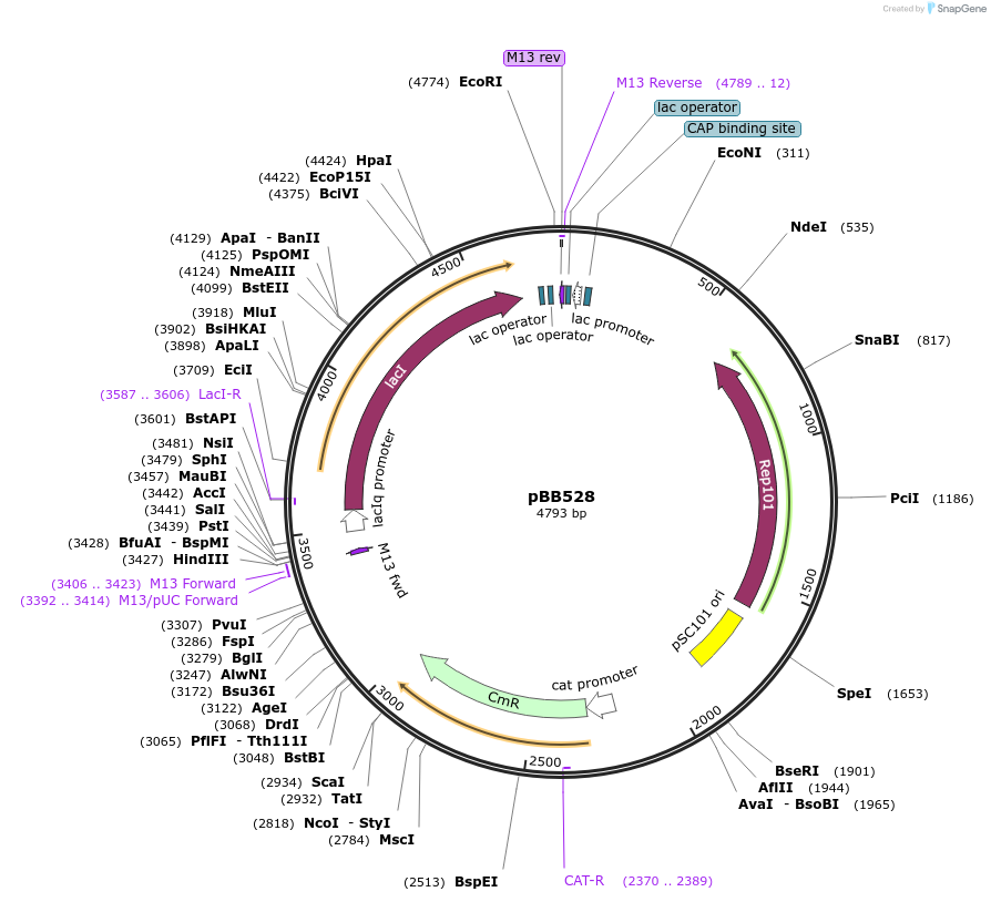 27390-plasmid-map-sequence-id-12922