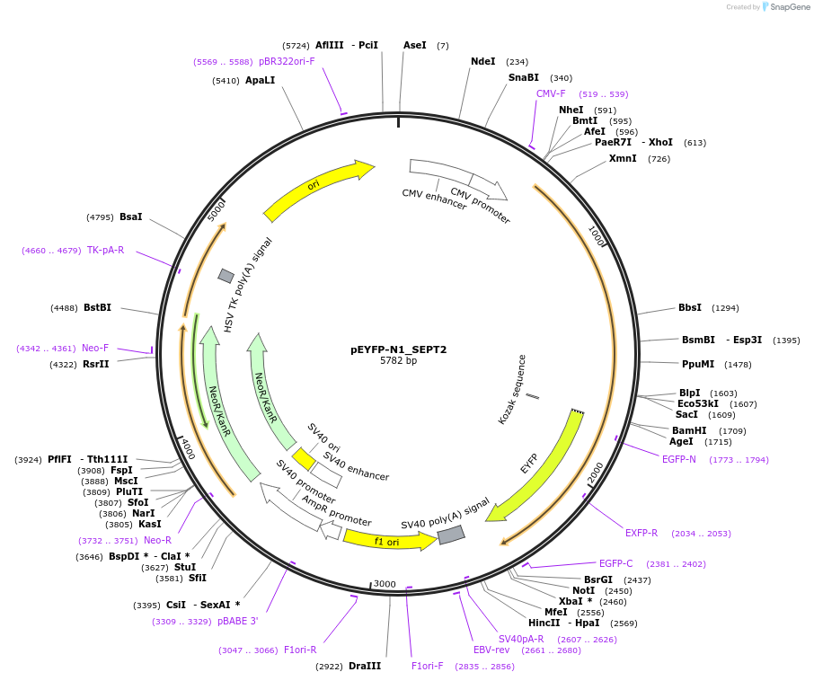 71546-plasmid-map-sequence-id-129280