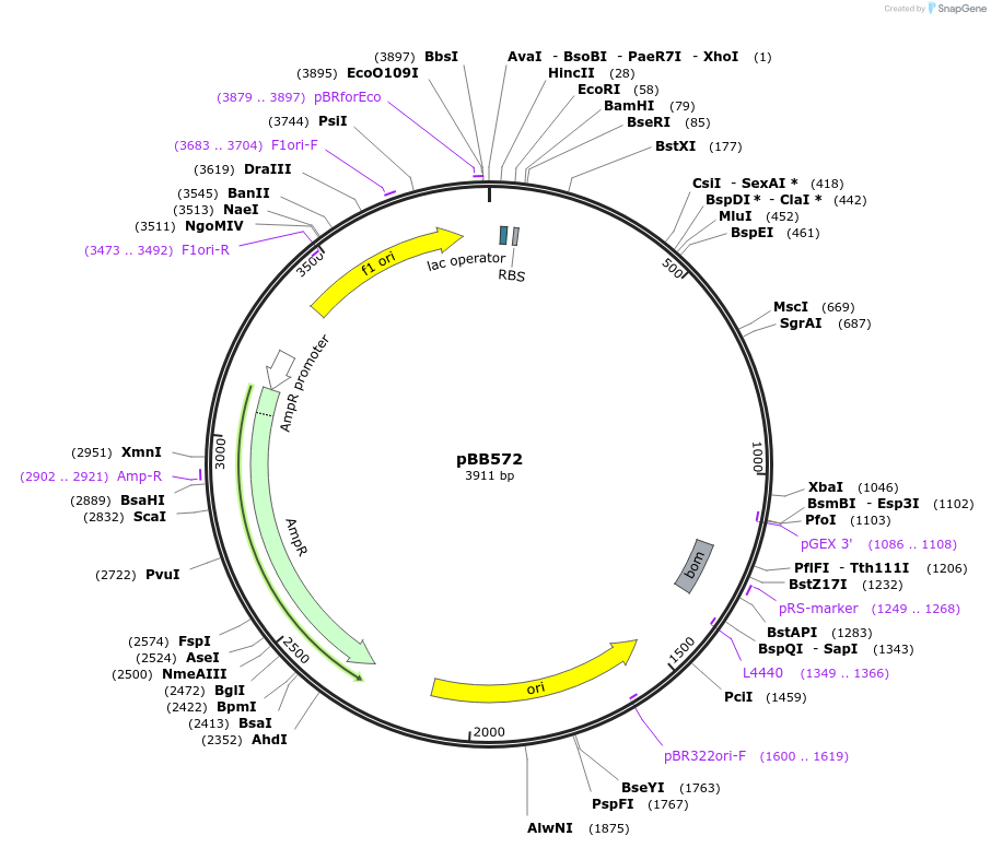 27397-plasmid-map-sequence-id-12929