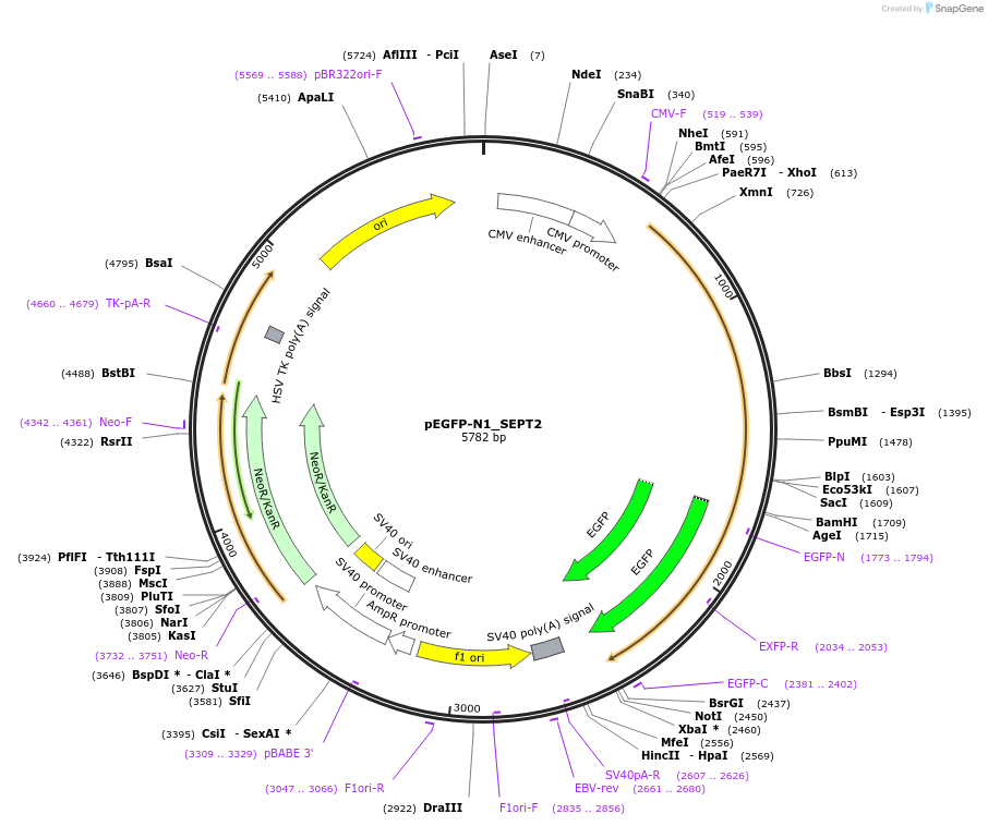 71547-plasmid-map-sequence-id-129300