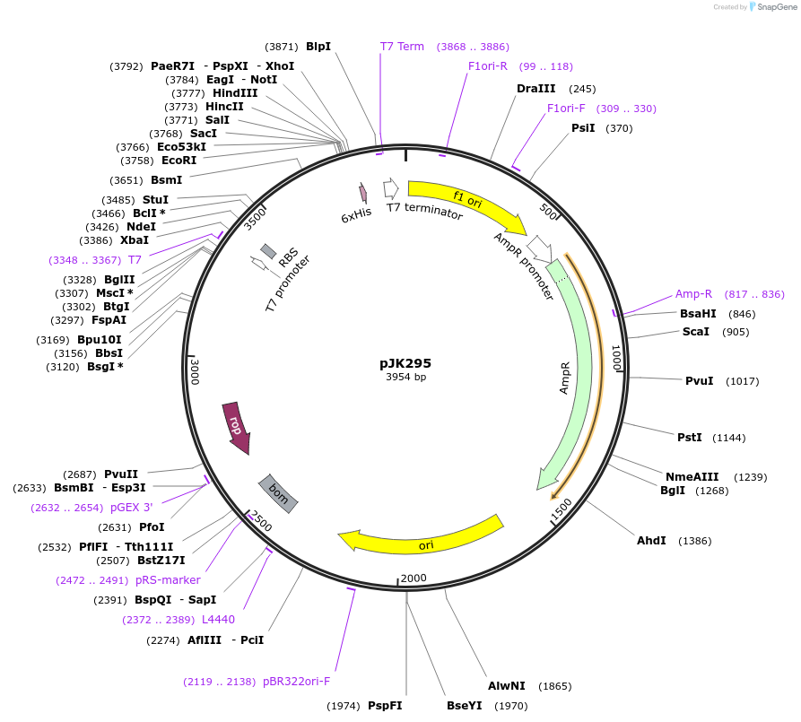71561-plasmid-map-sequence-id-129318