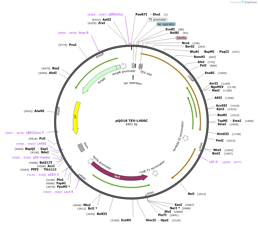 27400-plasmid-map-sequence-id-12932