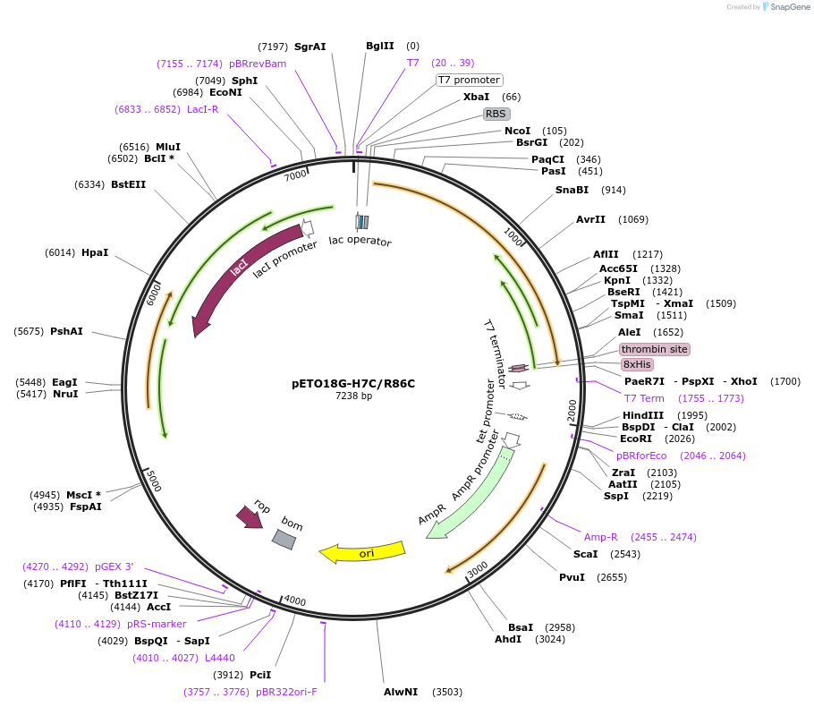 27403-plasmid-map-sequence-id-12935