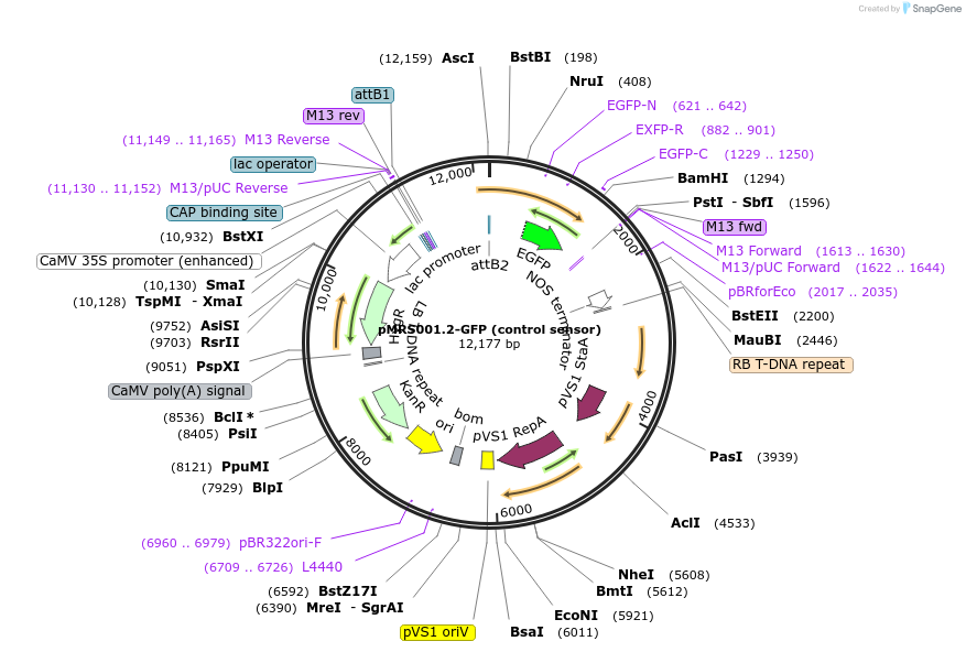 27405-plasmid-map-sequence-id-12937