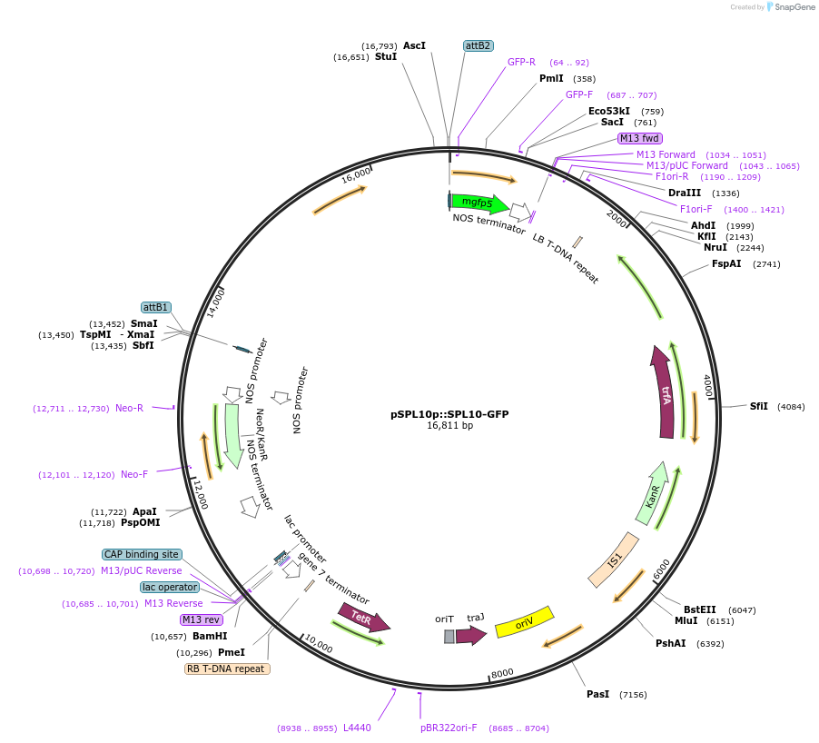 27406-plasmid-map-sequence-id-12938