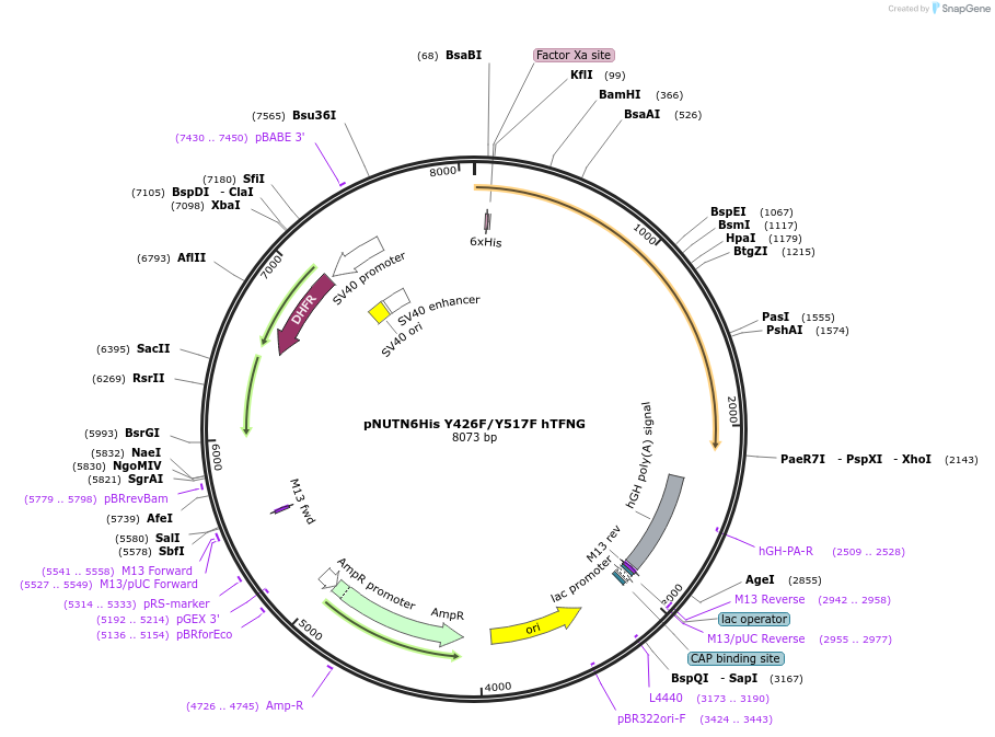 70084-plasmid-map-sequence-id-129389