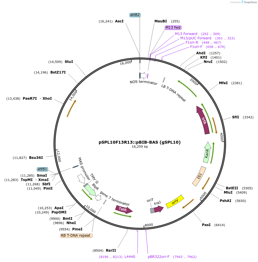 27407-plasmid-map-sequence-id-12939