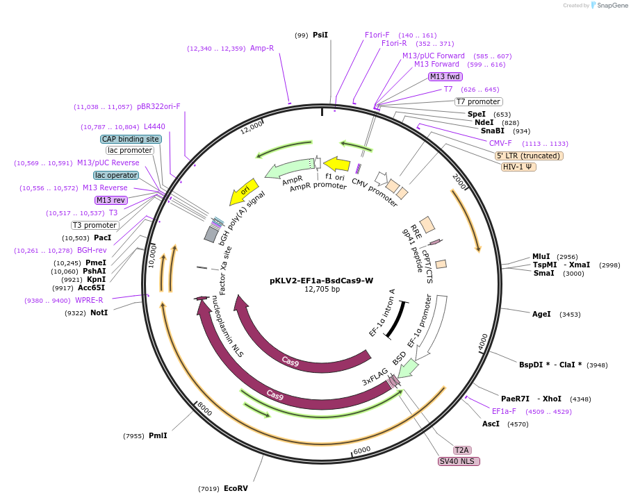 67978-plasmid-map-sequence-id-129399