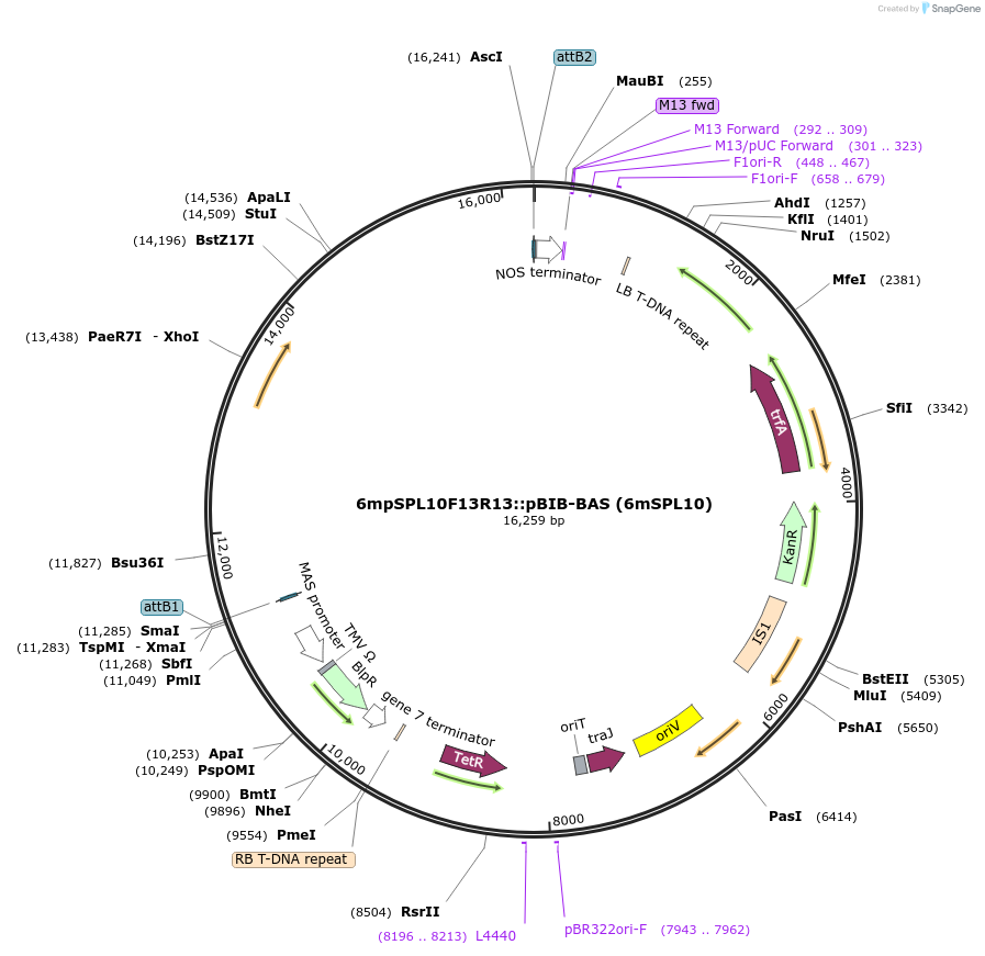 27408-plasmid-map-sequence-id-12940
