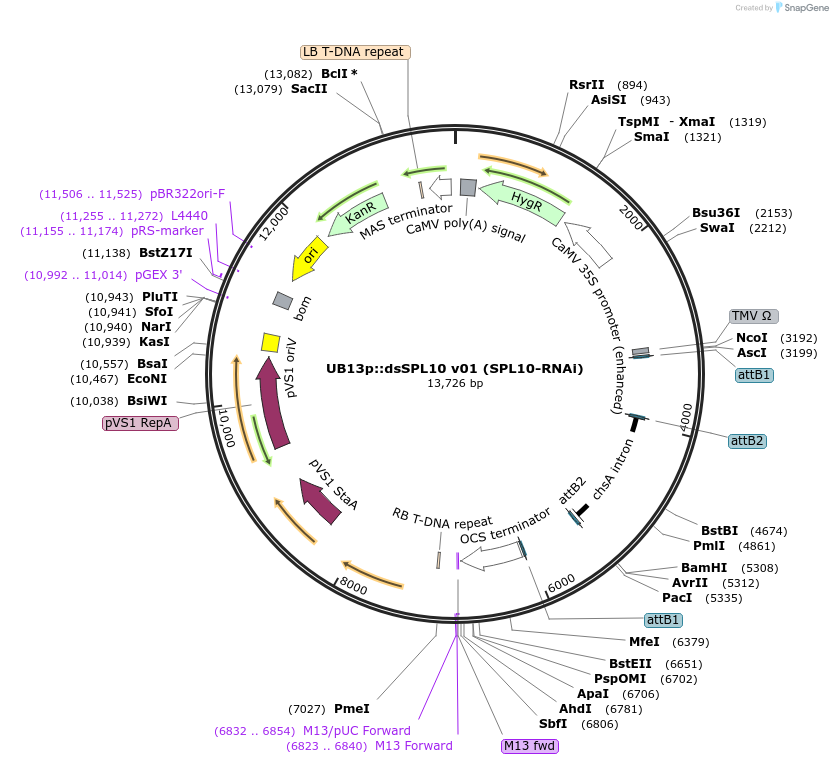 27409-plasmid-map-sequence-id-12941