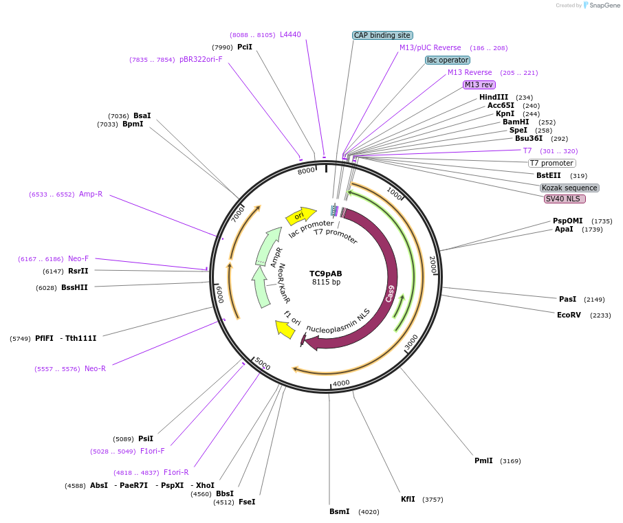 71310-plasmid-map-sequence-id-129410
