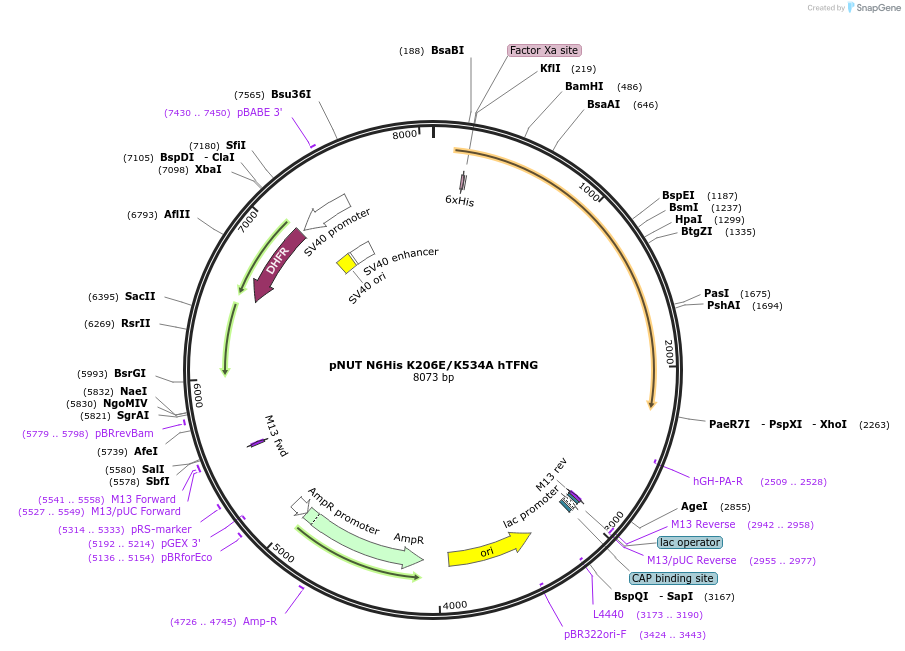 70133-plasmid-map-sequence-id-129418