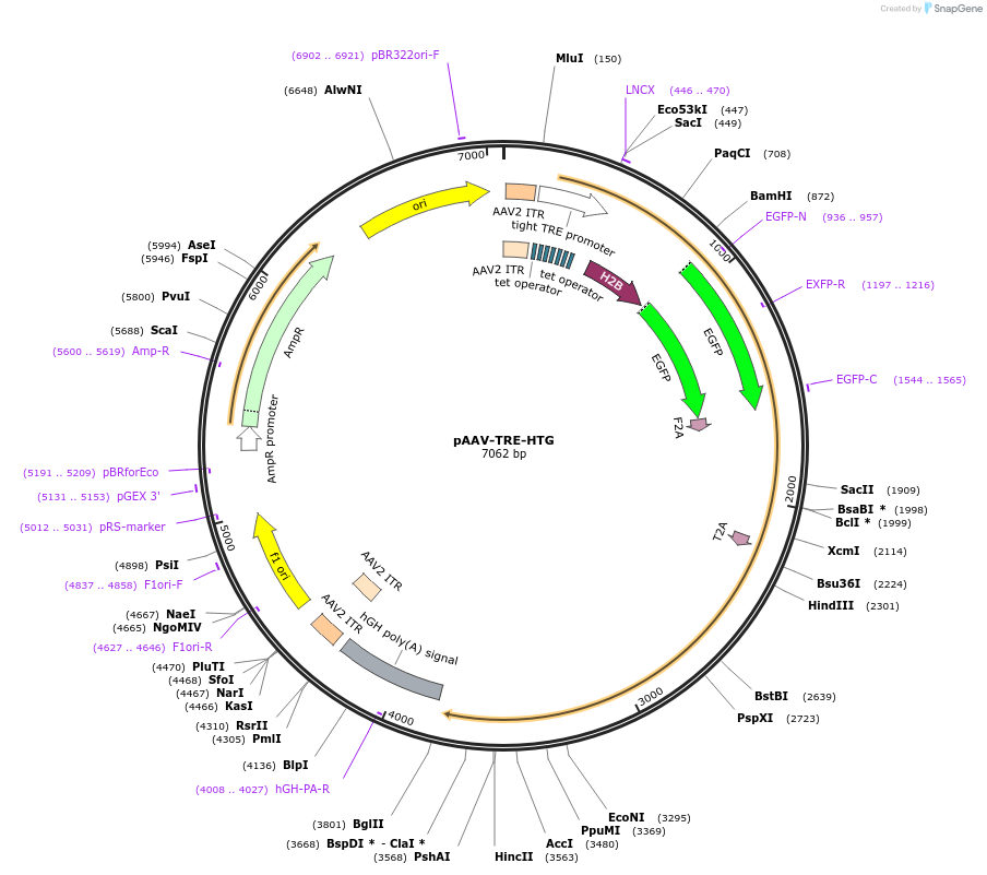 27437-plasmid-map-sequence-id-12947