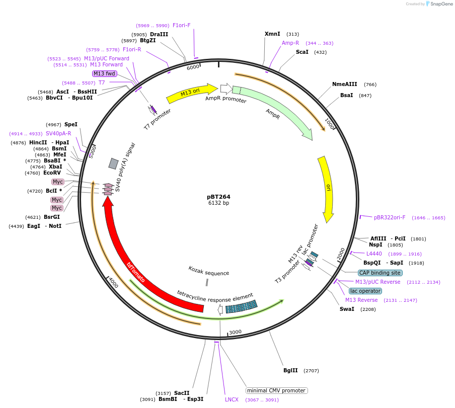 27438-plasmid-map-sequence-id-12948