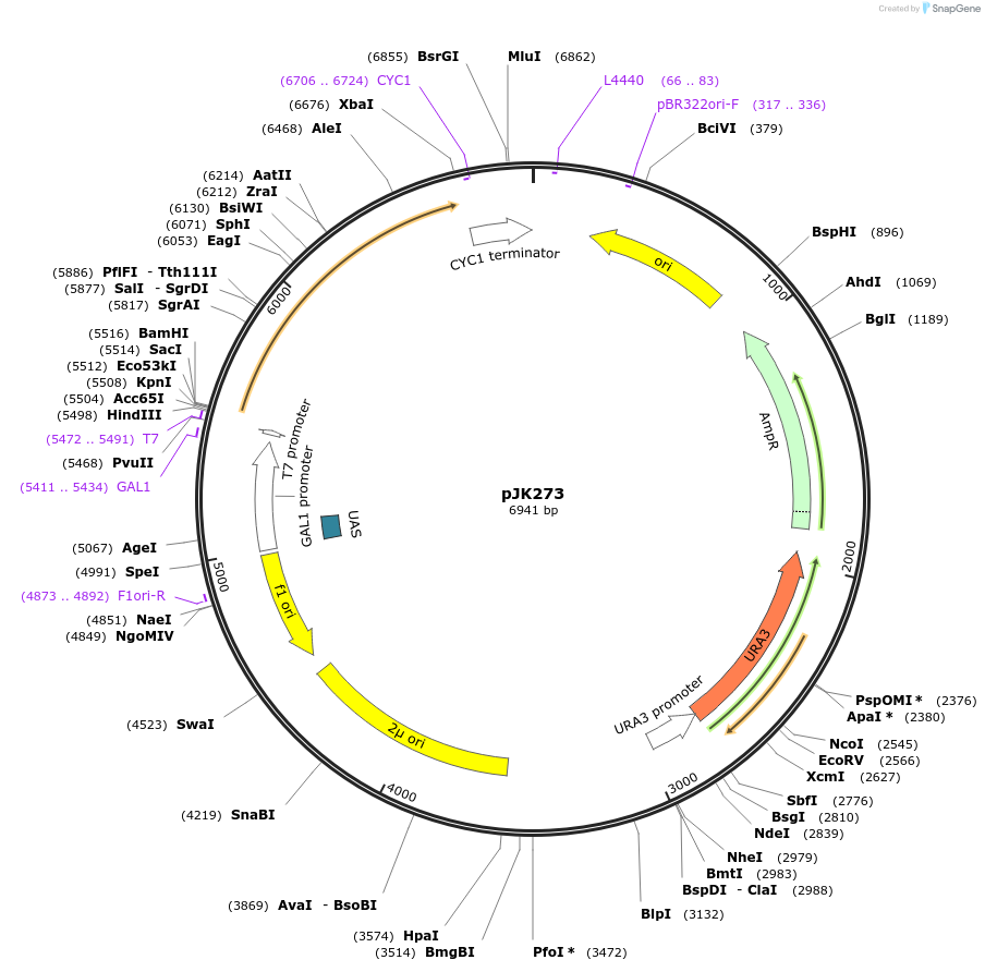 71563-plasmid-map-sequence-id-129496