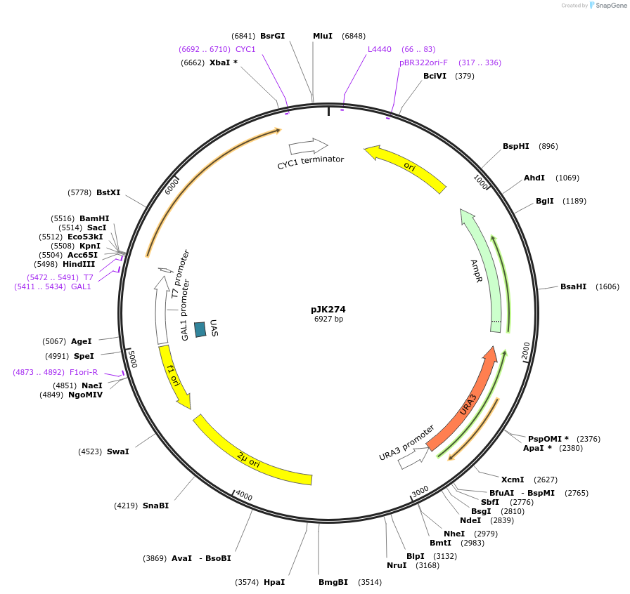 71564-plasmid-map-sequence-id-129501