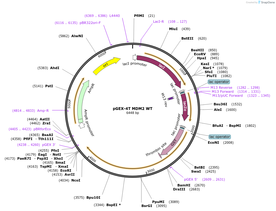 16237-plasmid-map-sequence-id-129513