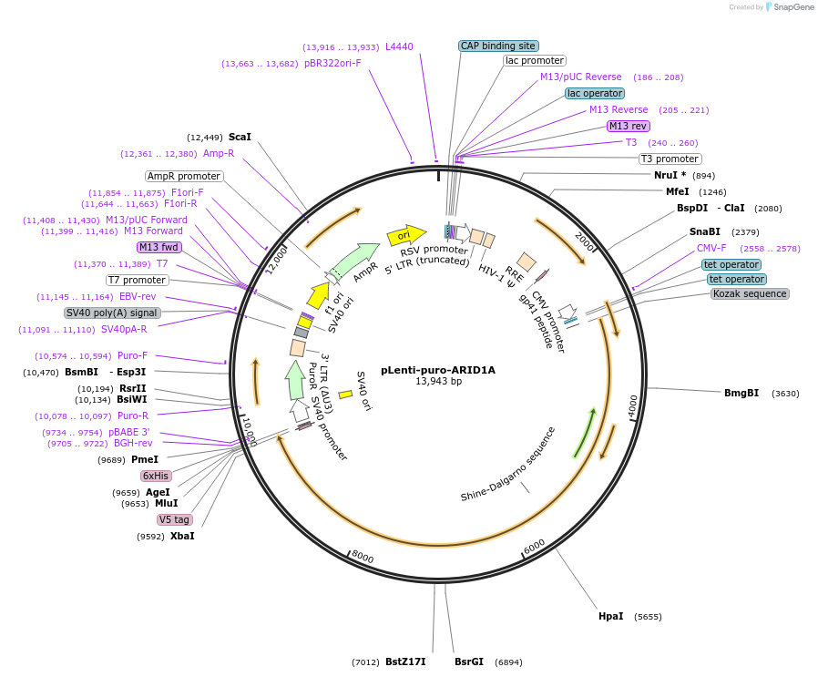 39478-plasmid-map-sequence-id-129514